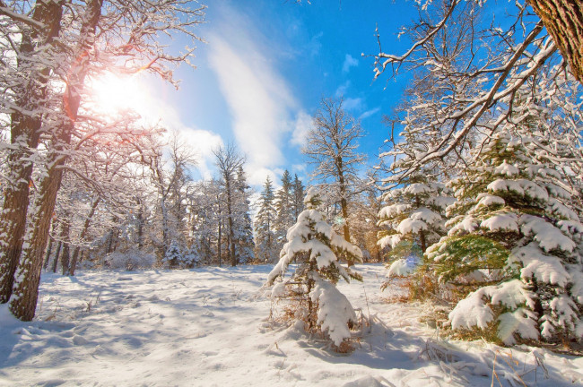 Обои картинки фото природа, зима, ель, лес, деревья, снег