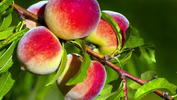 Картинка природа плоды персики ветка