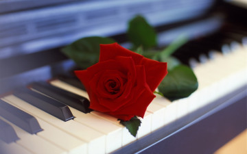 обоя музыка, -музыкальные инструменты, клавиши, пианино, цветок