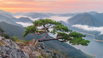 Картинка природа горы красота панорама туман южная корея одинокое дерево