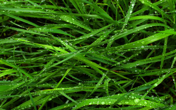 Картинка природа макро капли трава