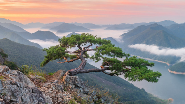 Обои картинки фото природа, горы, красота, панорама, туман, южная, корея, одинокое, дерево