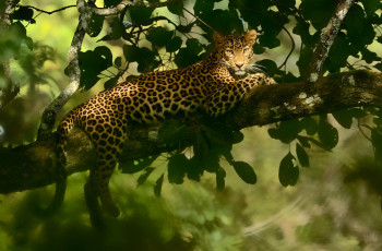 Картинка животные леопарды свет дерево леопард лежит