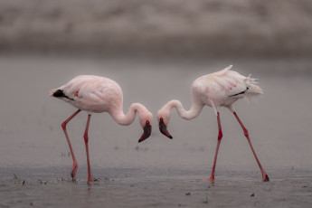 Картинка животные фламинго птицы розовый пара вода