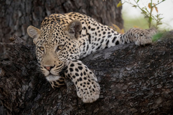 Картинка животные леопарды леопард взгля кошка хищьник