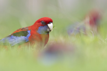 Картинка животные попугаи попугай красный птица трава