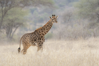 Картинка животные жирафы жираф высокий природа трава