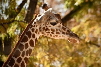 Картинка животные жирафы жираф шея животное деревья