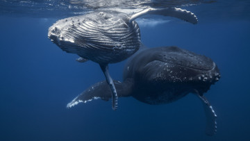 обоя животные, киты,  кашалоты