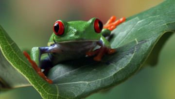 Картинка животные лягушки взгляд поза листок лягушка зеленая боке древесная красноглазая квакша