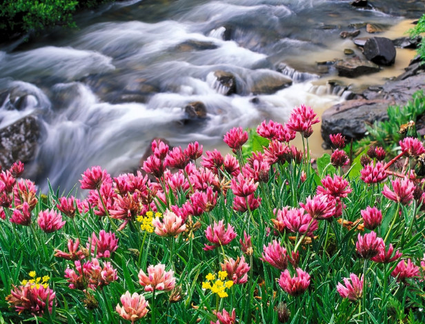Обои картинки фото природа, реки, озера, ручей, камни, течение, цветы