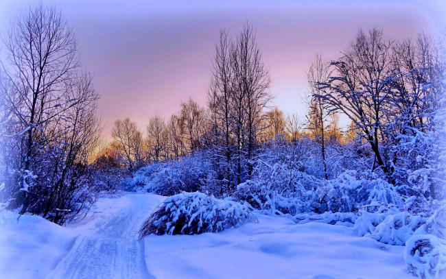 Обои картинки фото природа, зима, снег, деревья, кусты, следы