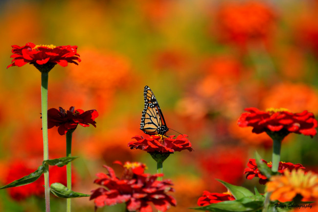Обои картинки фото животные, бабочки,  мотыльки,  моли, цветы, природа, бабочка, насекомое
