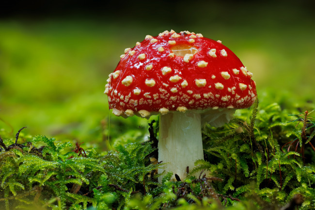 Обои картинки фото природа, грибы,  мухомор, гриб