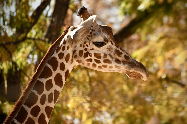 Обои картинки фото животные, жирафы, жираф, шея, животное, деревья