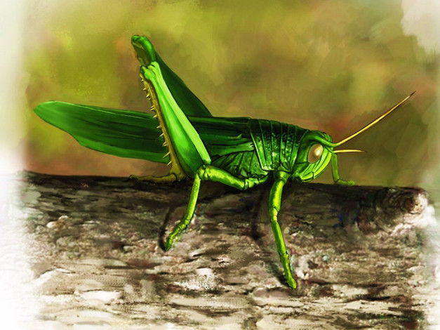 Обои картинки фото цикада, огуречик, рисованные, животные, насекомые