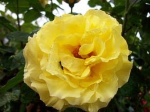 Картинка цветы розы желтый жучок капли