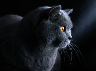 Картинка животные коты кошка британский кот