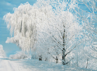 обоя природа, зима, деревья, иней