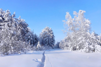 Картинка природа зима мороз стужа снег деревья колея