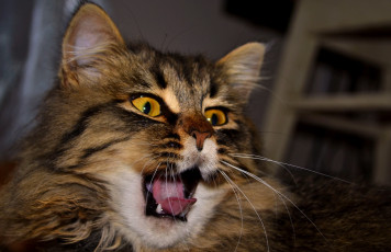 Картинка животные коты кошка язык морда