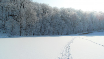 обоя природа, зима, лес, снег