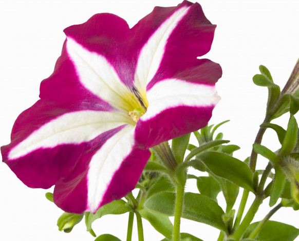 Обои картинки фото цветы, петунии, калибрахоа, бело-розовый