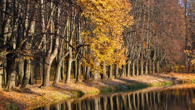 Обои картинки фото природа, лес, осень, листва