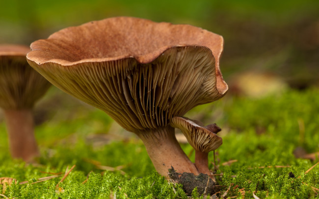 Обои картинки фото природа, грибы, гриб, мох