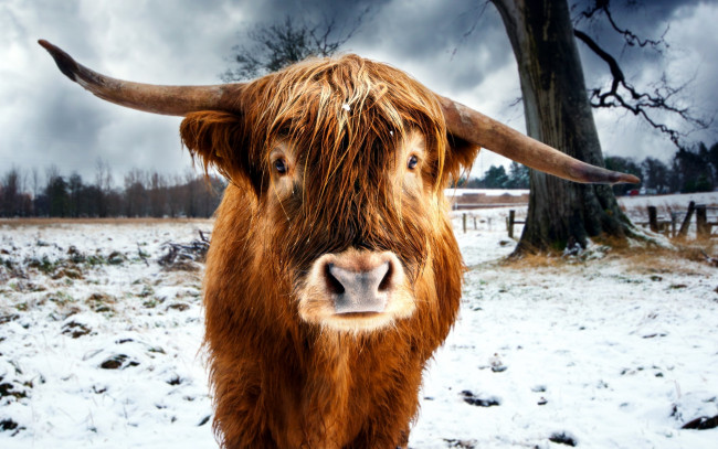Обои картинки фото животные, коровы, буйволы, снег, зима, бычок, рога