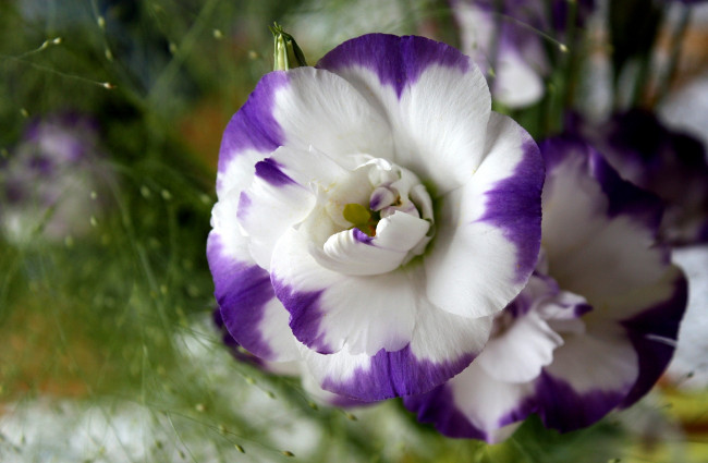 Обои картинки фото цветы, эустома, бело-фиолетовый, круглый