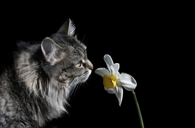 Обои картинки фото животные, коты, цветок, кошка