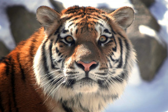 Картинка животные тигры дикая кошка тигр