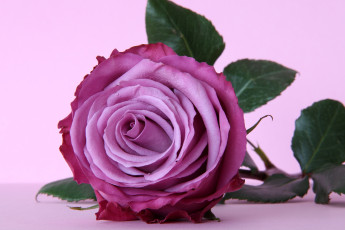 Картинка цветы розы лиловый лепестки