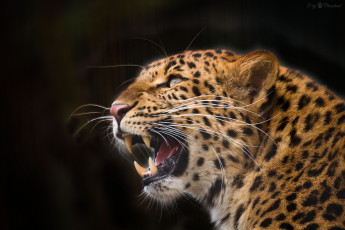 Картинка животные леопарды рык