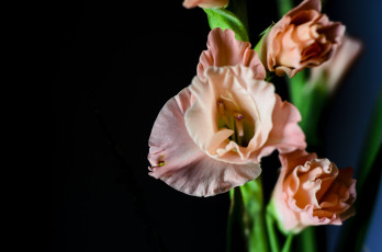Картинка цветы гладиолусы персиковый макро