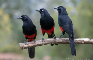 Картинка животные птицы ветка черный штанишки краснобрюхий трупиал