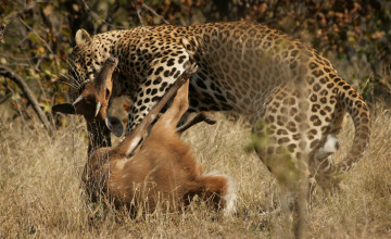 Картинка охота леопарда животные леопарды дикая кошка леопард