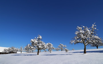 Картинка природа зима поле деревья снег