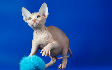 Картинка животные коты кошка сфинкс взгляд