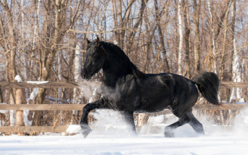 Картинка животные лошади снег конь зима