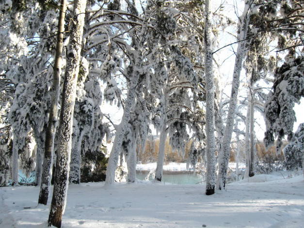 Обои картинки фото природа, зима, снег, лес, мороз