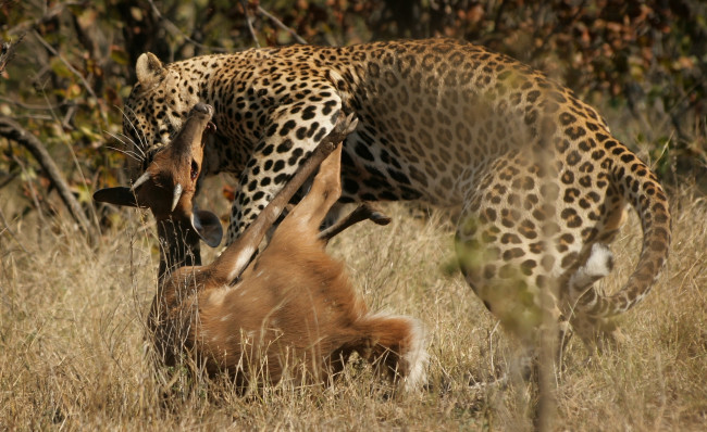 Обои картинки фото охота, леопарда, животные, леопарды, дикая, кошка, леопард