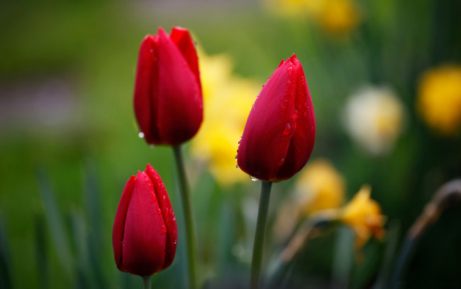 Обои картинки фото цветы, тюльпаны, бутоны, красный, капли