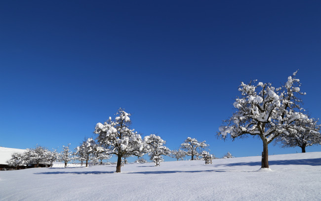 Обои картинки фото природа, зима, поле, деревья, снег