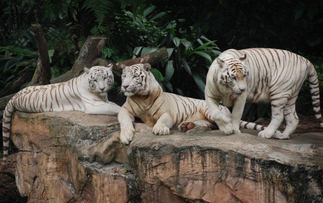 Обои картинки фото белые, тигры, сингапурском, зоопарке, животные, дикие, кошки