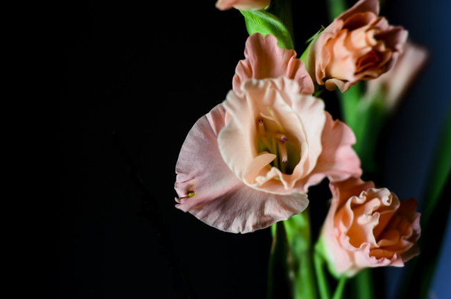 Обои картинки фото цветы, гладиолусы, персиковый, макро