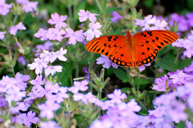 Обои картинки фото животные, бабочки, цветы, крылья