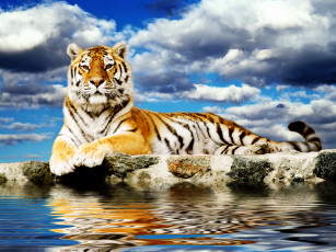 Картинка животные тигры облака вода тигр