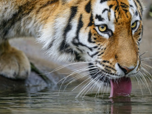 Картинка животные тигры водопой